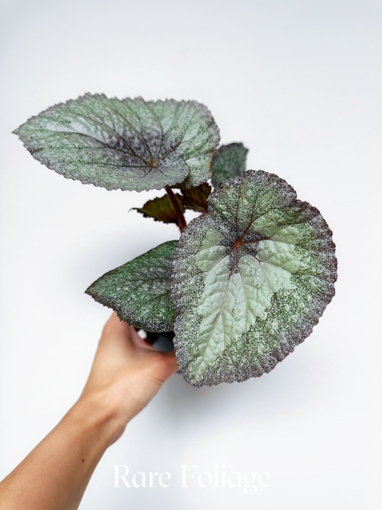 Begonia Super Universe 4”