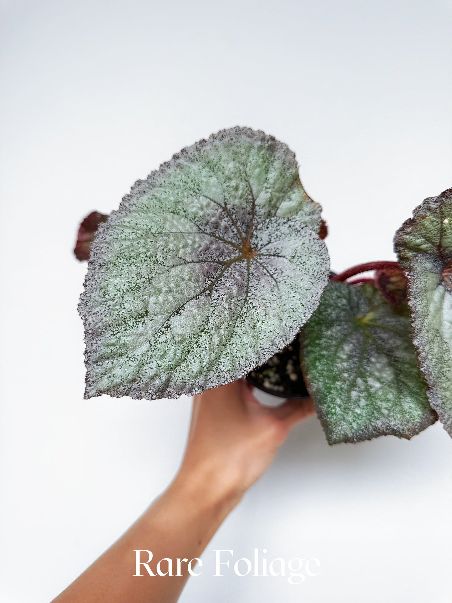 Begonia Super Universe 4”