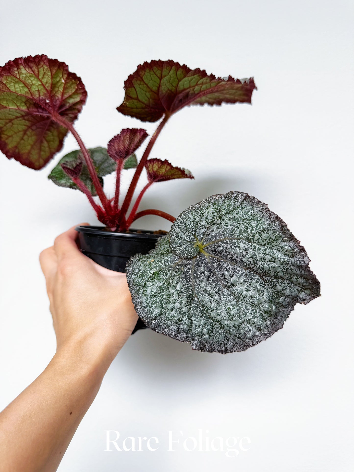 Begonia Super Universe 4”