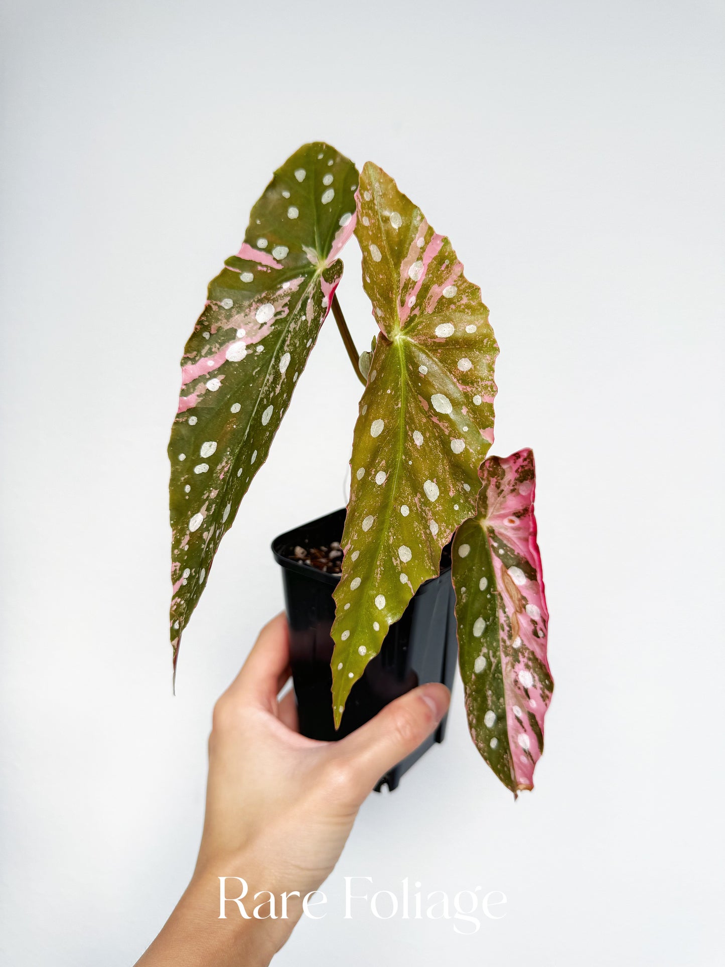 Begonia Maculata Pink Variegated 3” Exact Plant