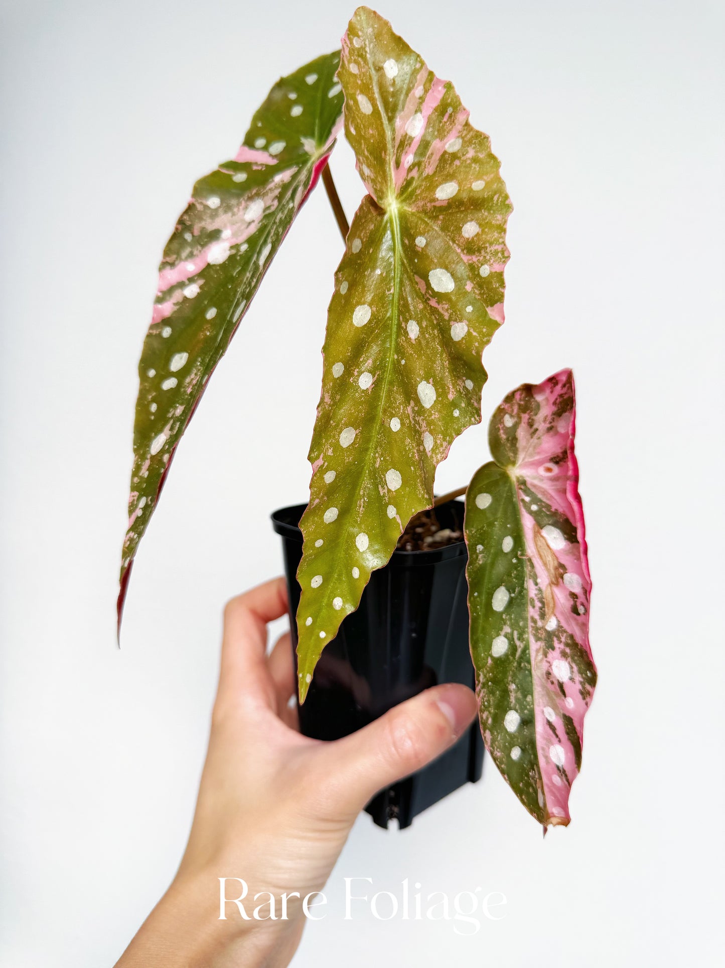 Begonia Maculata Pink Variegated 3” Exact Plant