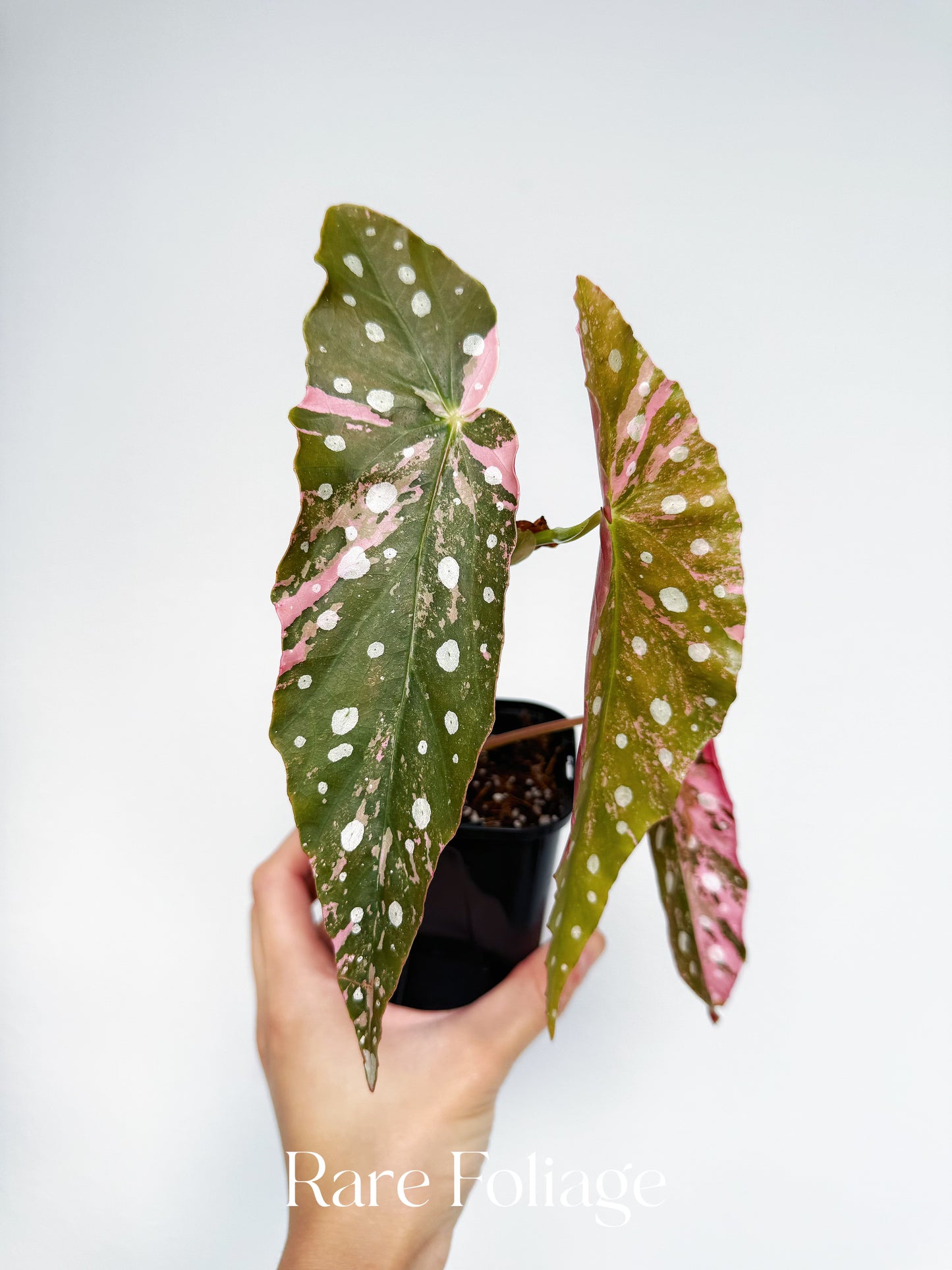 Begonia Maculata Pink Variegated 3” Exact Plant