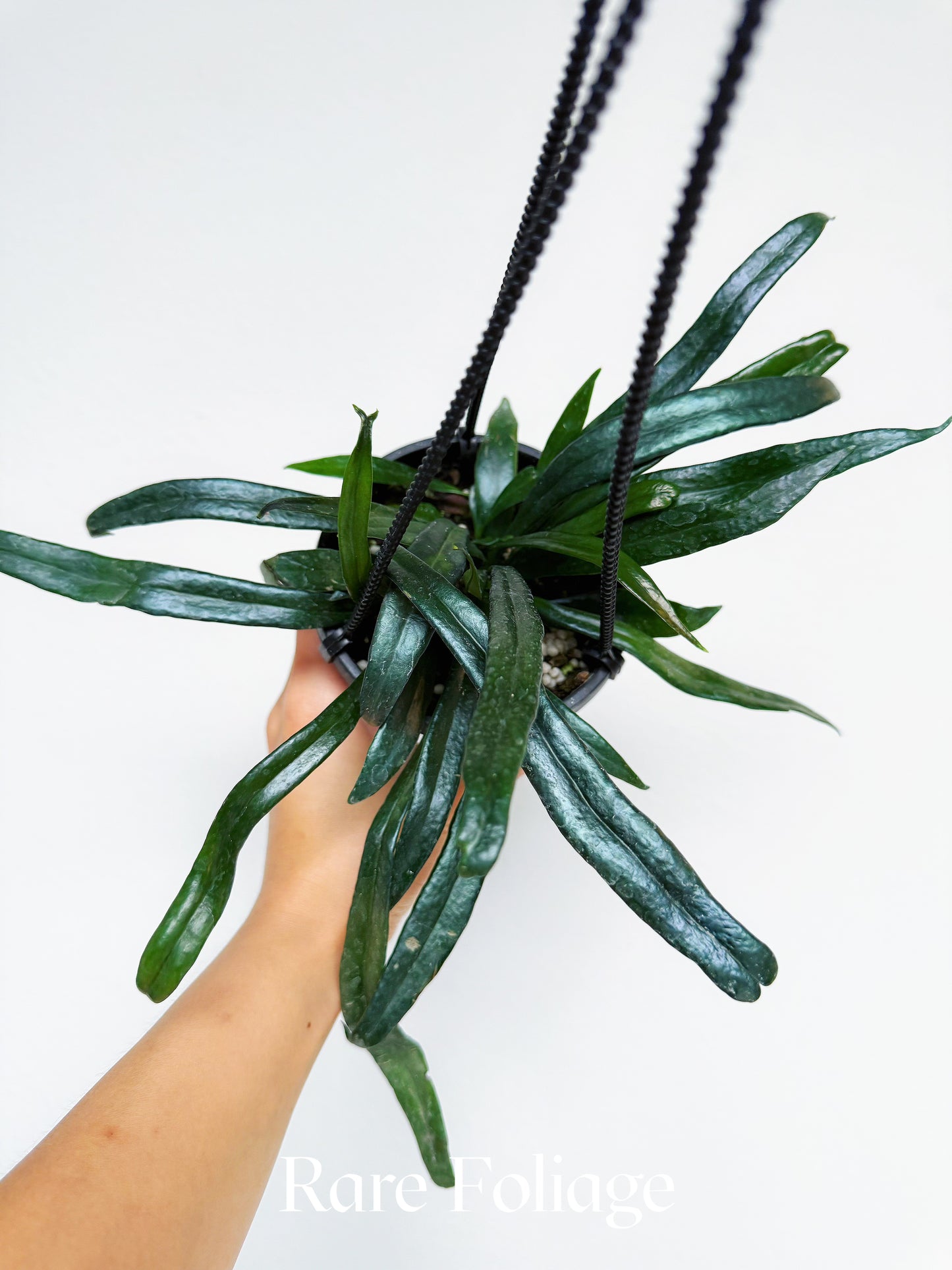 Blue Oil Fern 4” Hanging Basket