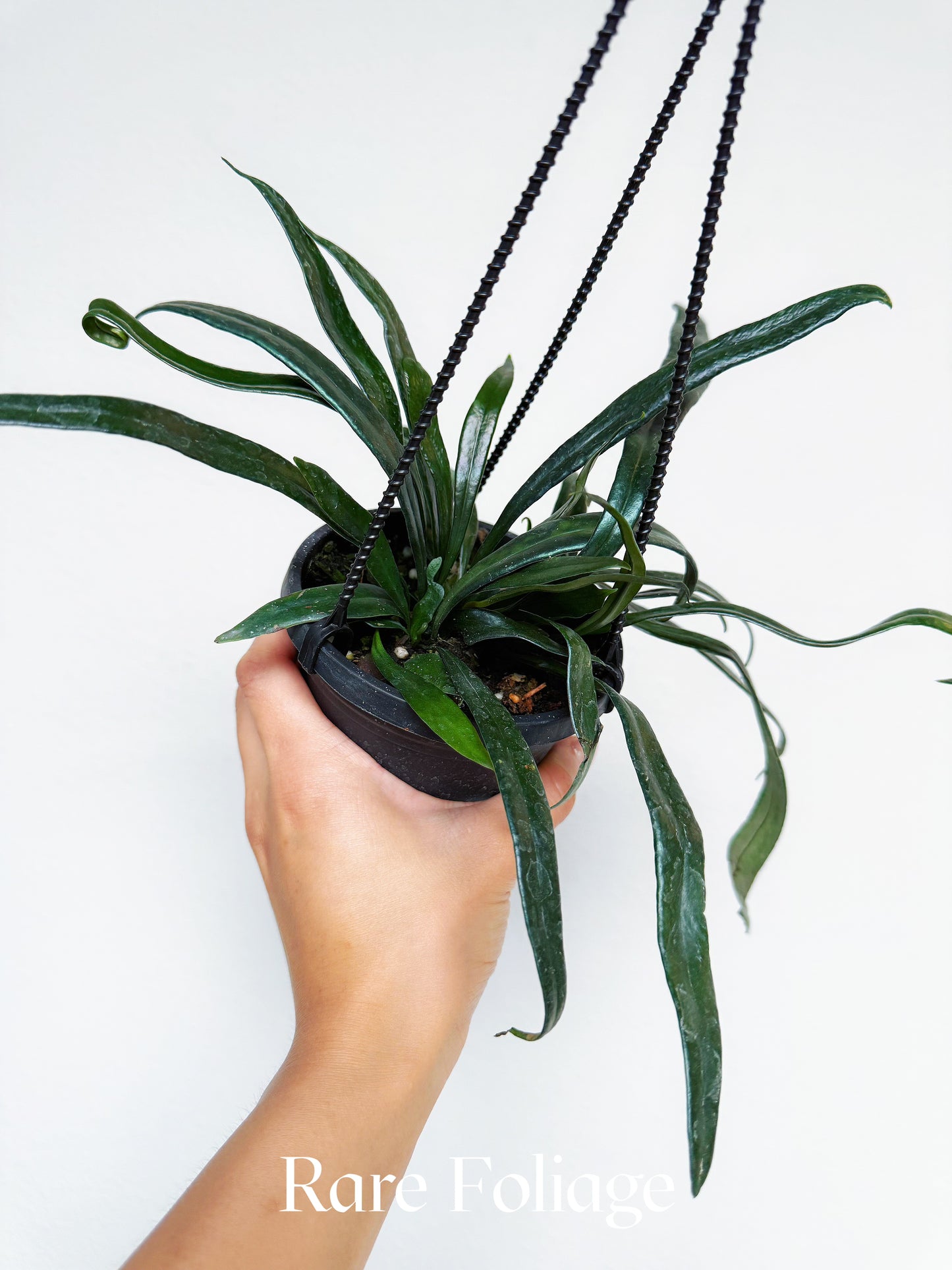 Blue Oil Fern 4” Hanging Basket