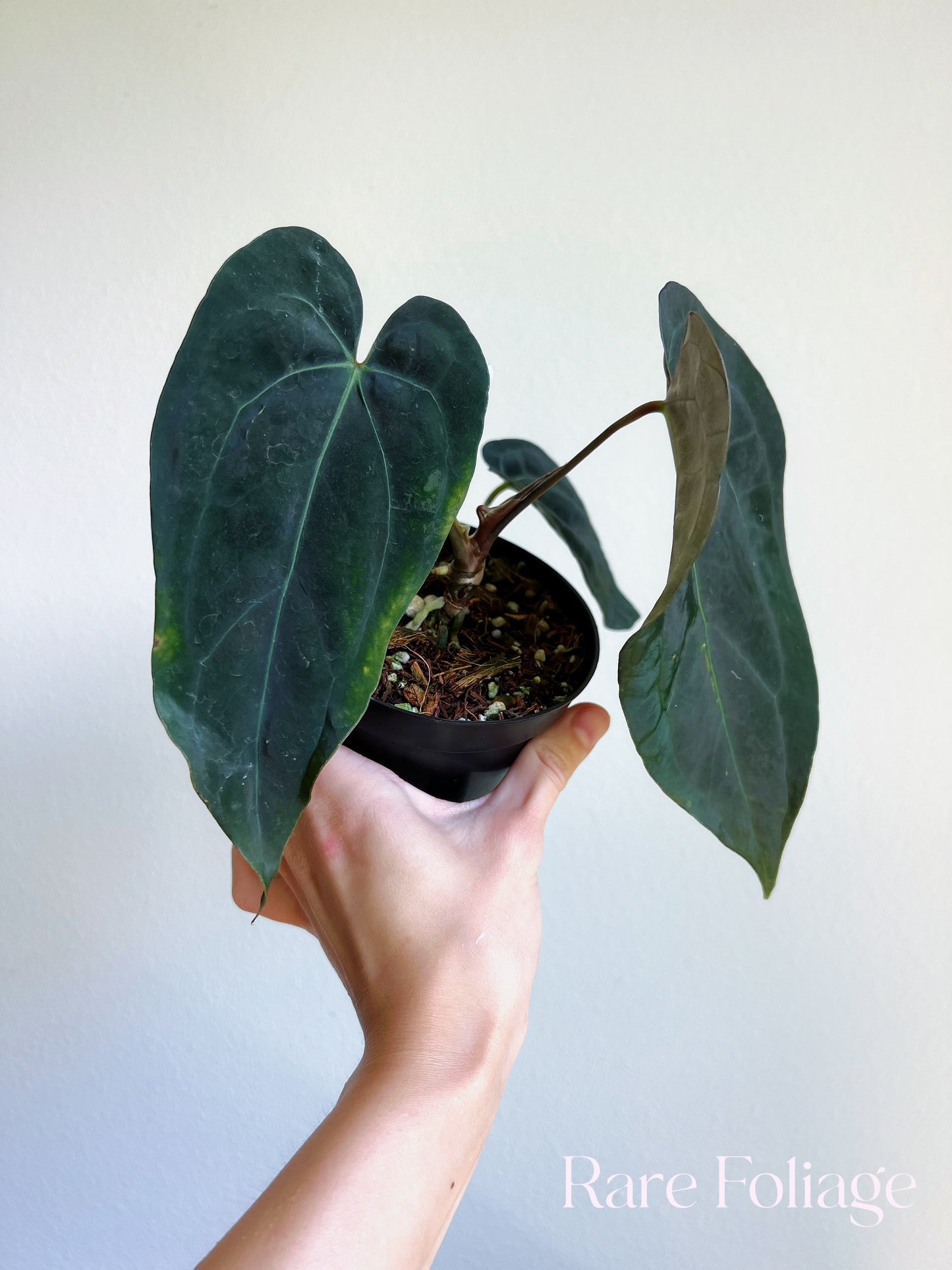 Anthurium Blue Papillilaminum (Kartel Daun) 4”