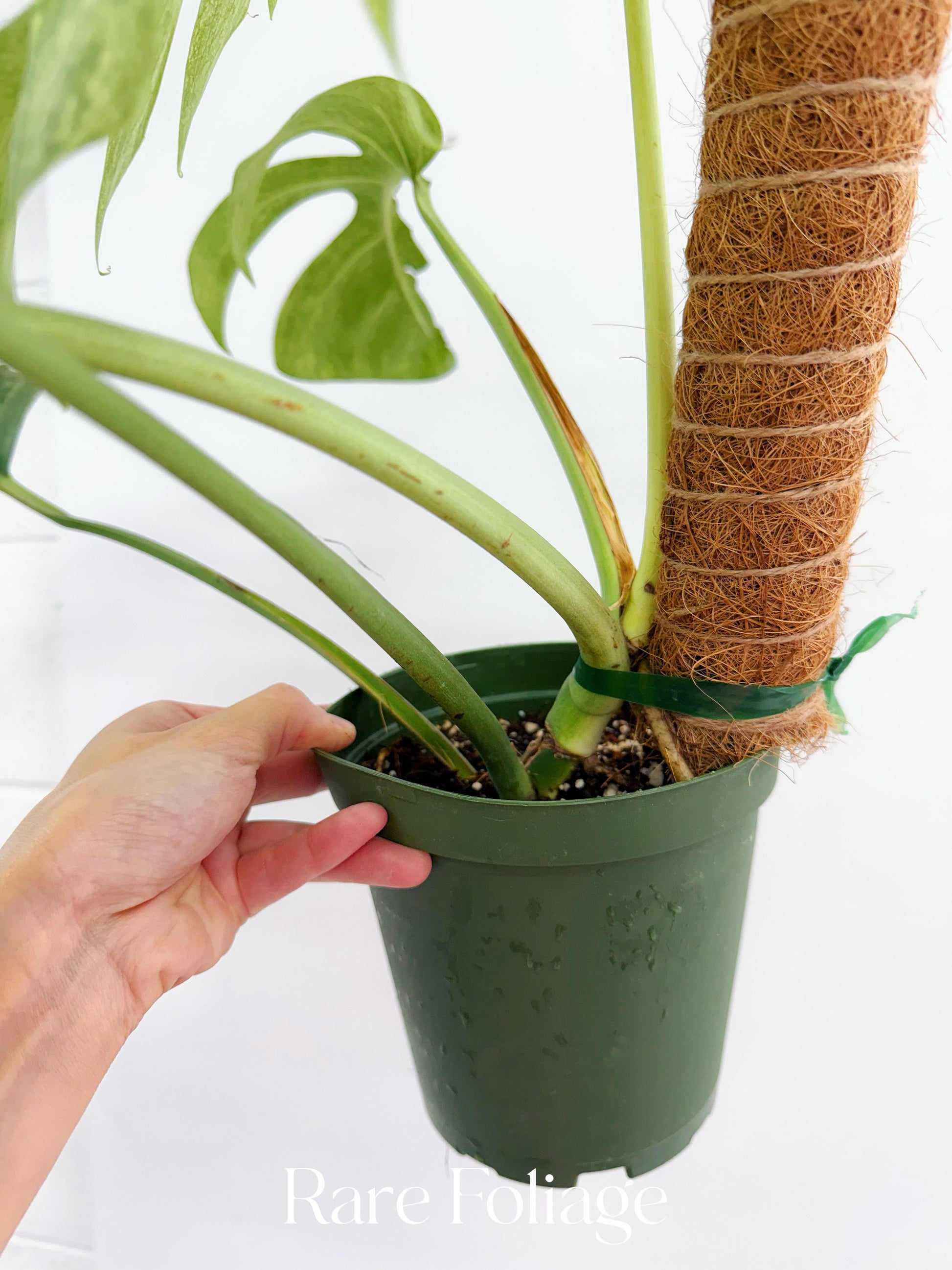 6 inch monstera plant Monstera Full Mint 6” Exact Plant – Rare Foliage Plant Co