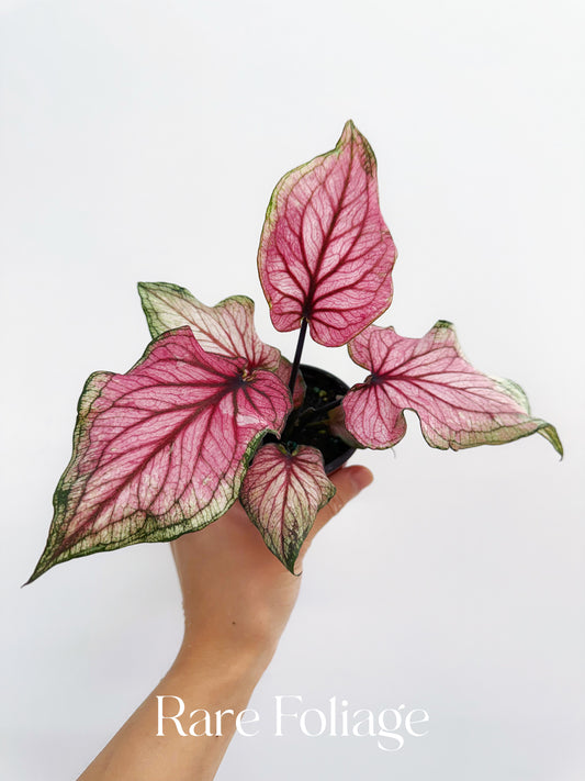 Caladium Dance Queen 4”