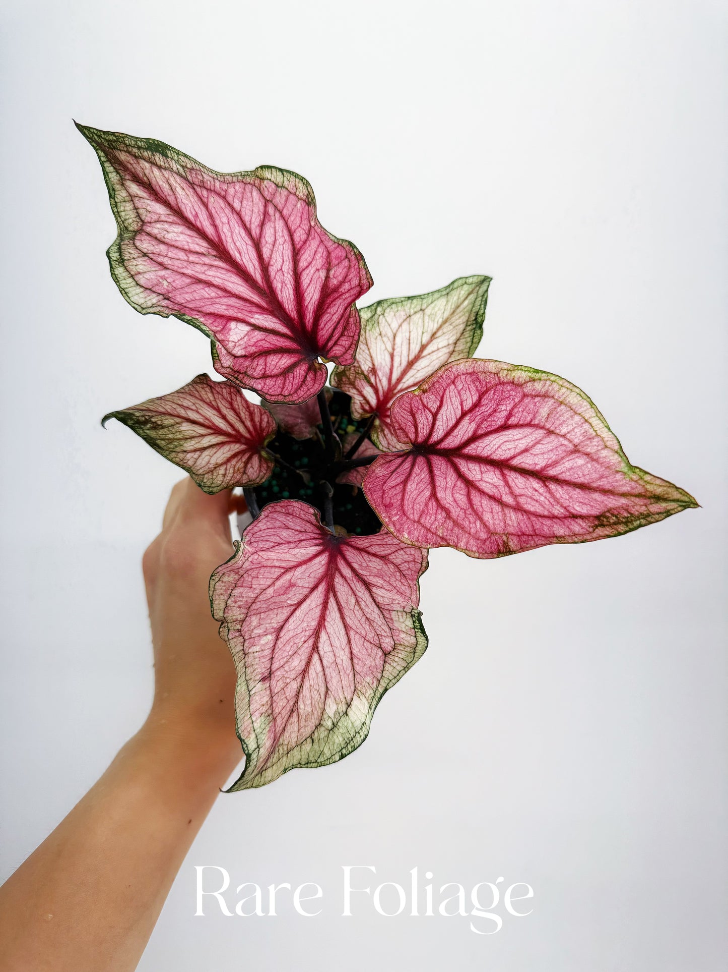 Caladium Dance Queen 4”