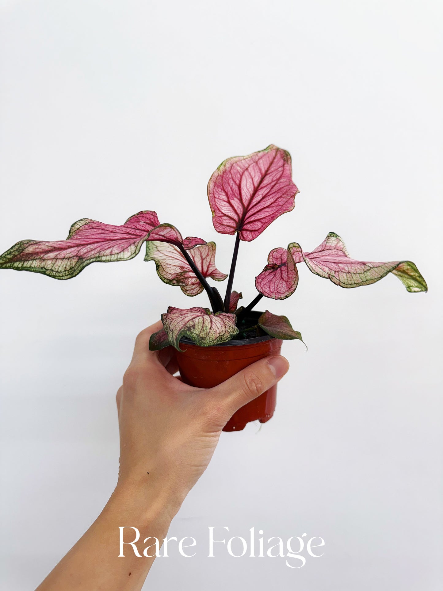 Caladium Dance Queen 4”