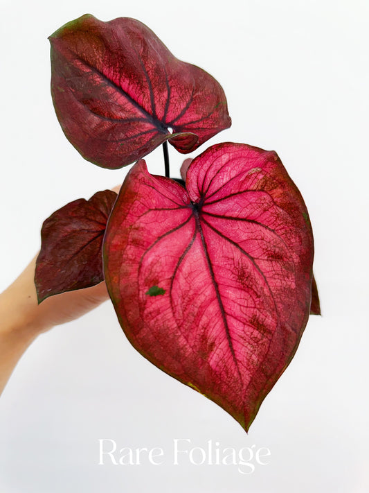 Caladium Hot Dance 4”