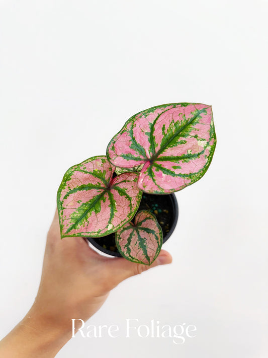 Caladium Purple Light 4”