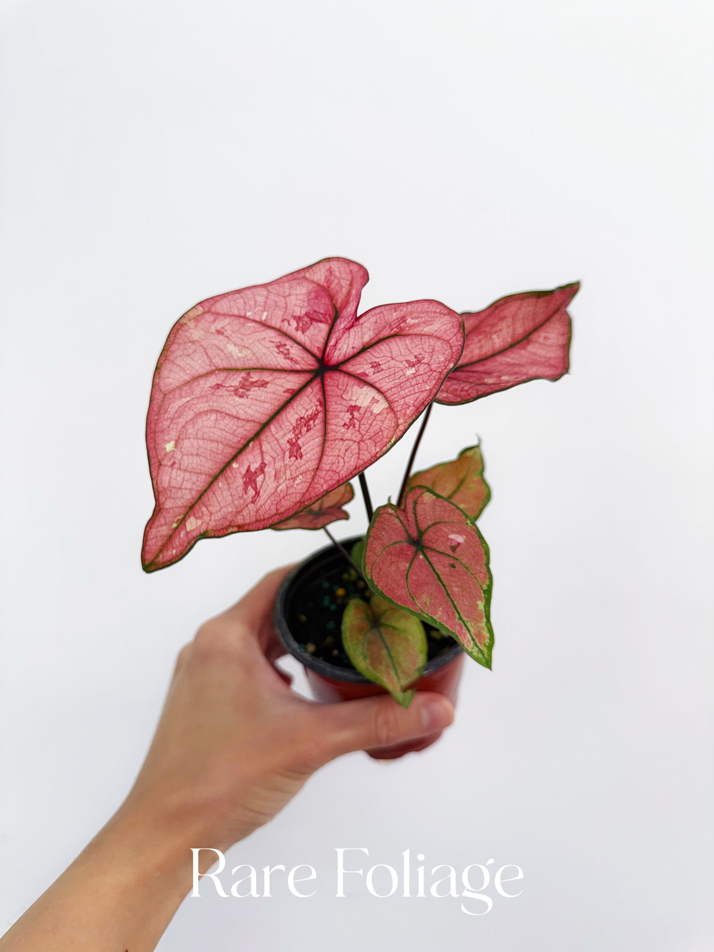 Caladium Scarlet Girl 4”