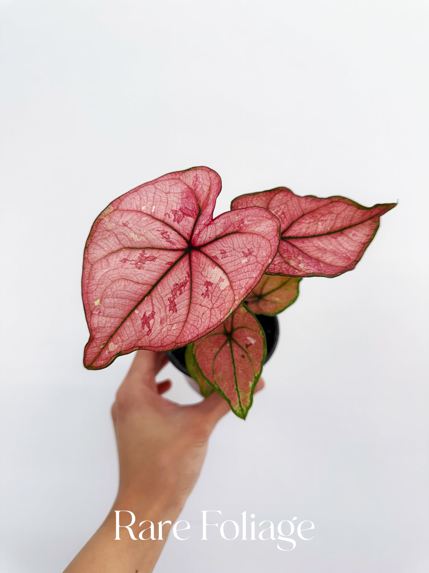 Caladium Scarlet Girl 4”