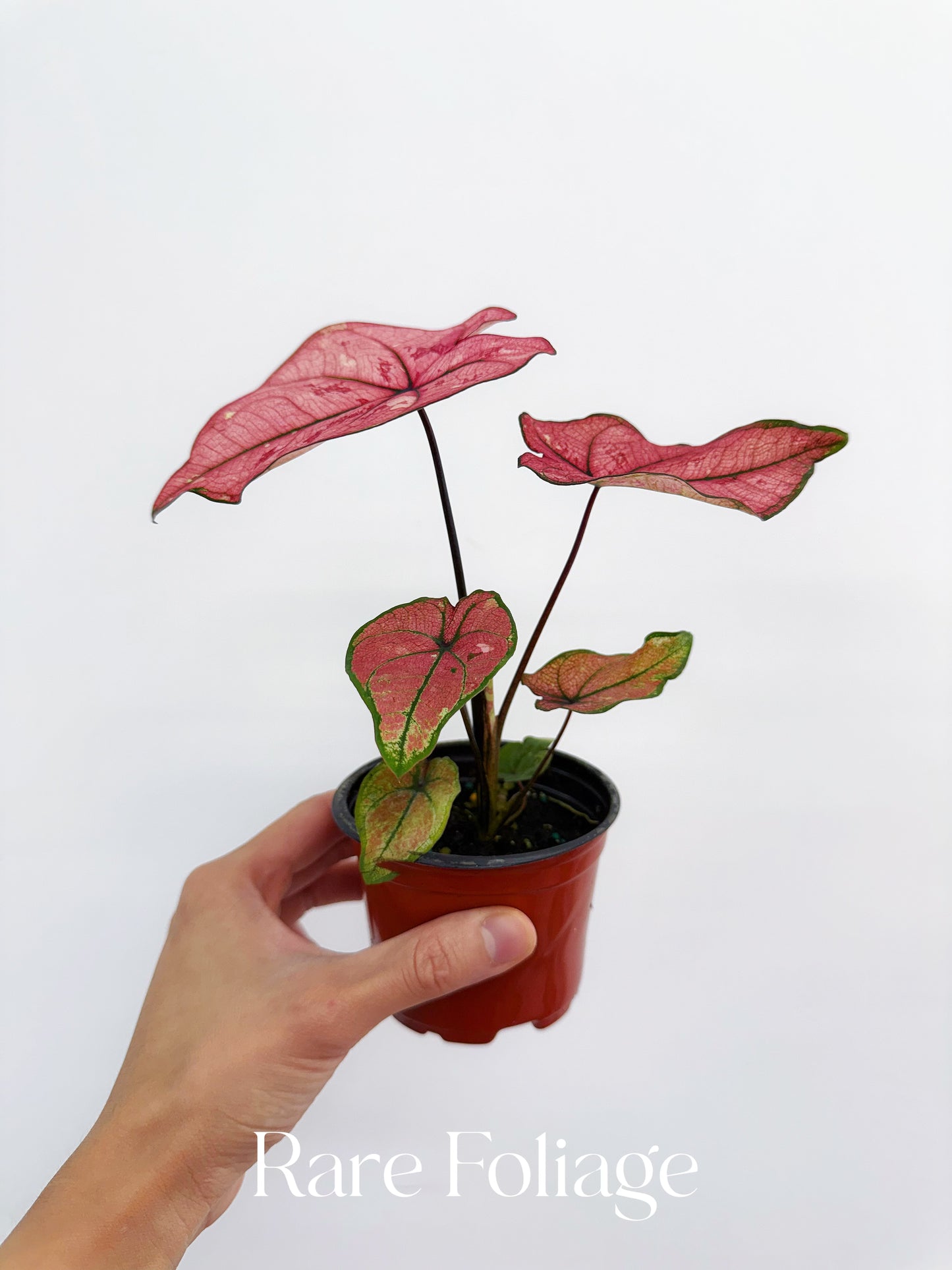 Caladium Scarlet Girl 4”