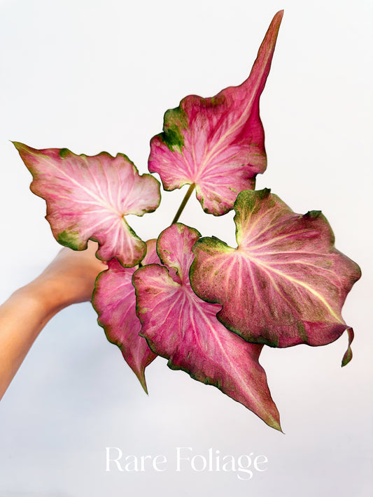 Variegated Thai Caladium 4”