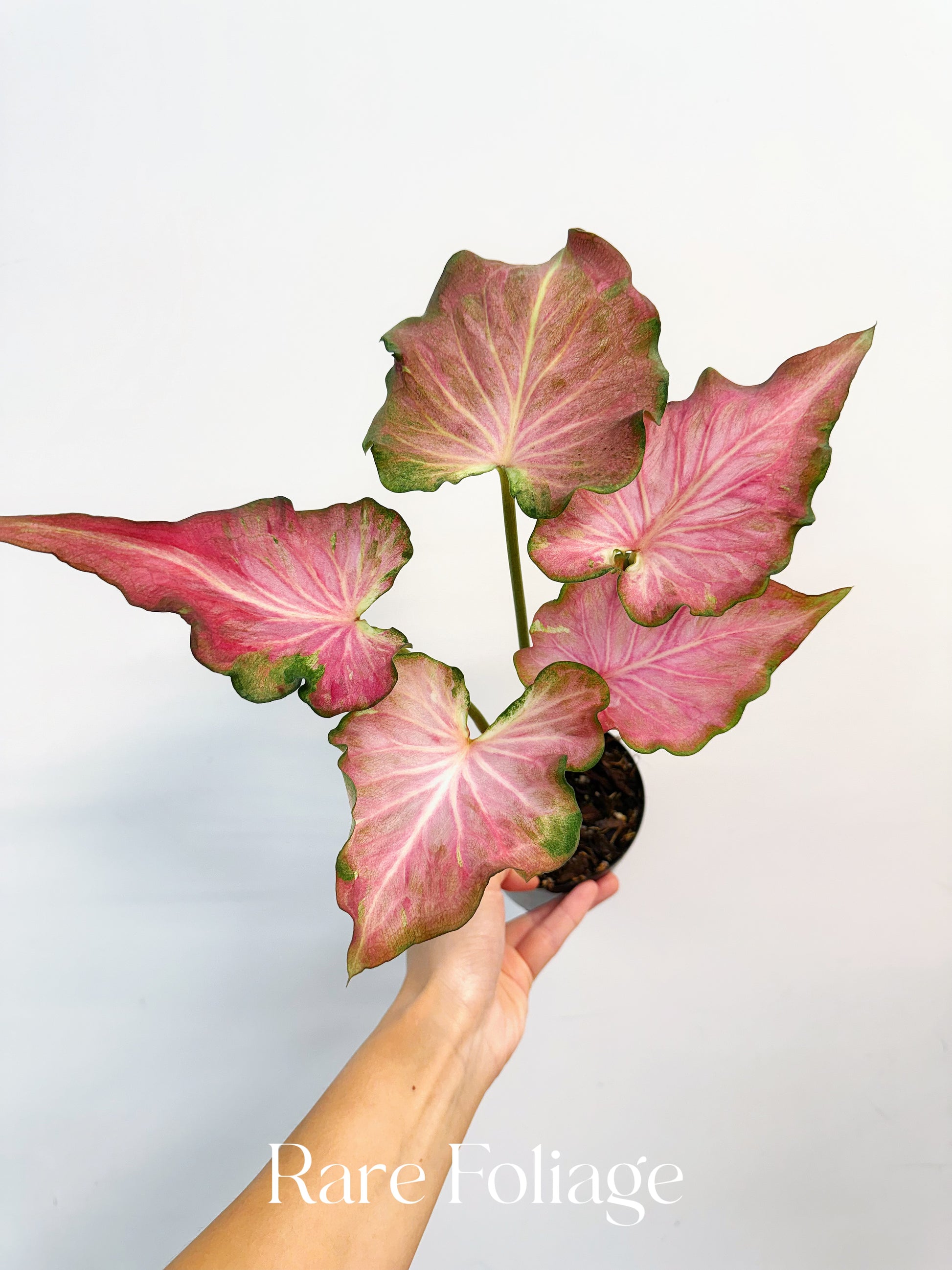 Caladiums Varigated Variegated Thai Caladium 4” – Rare Foliage Plant Co