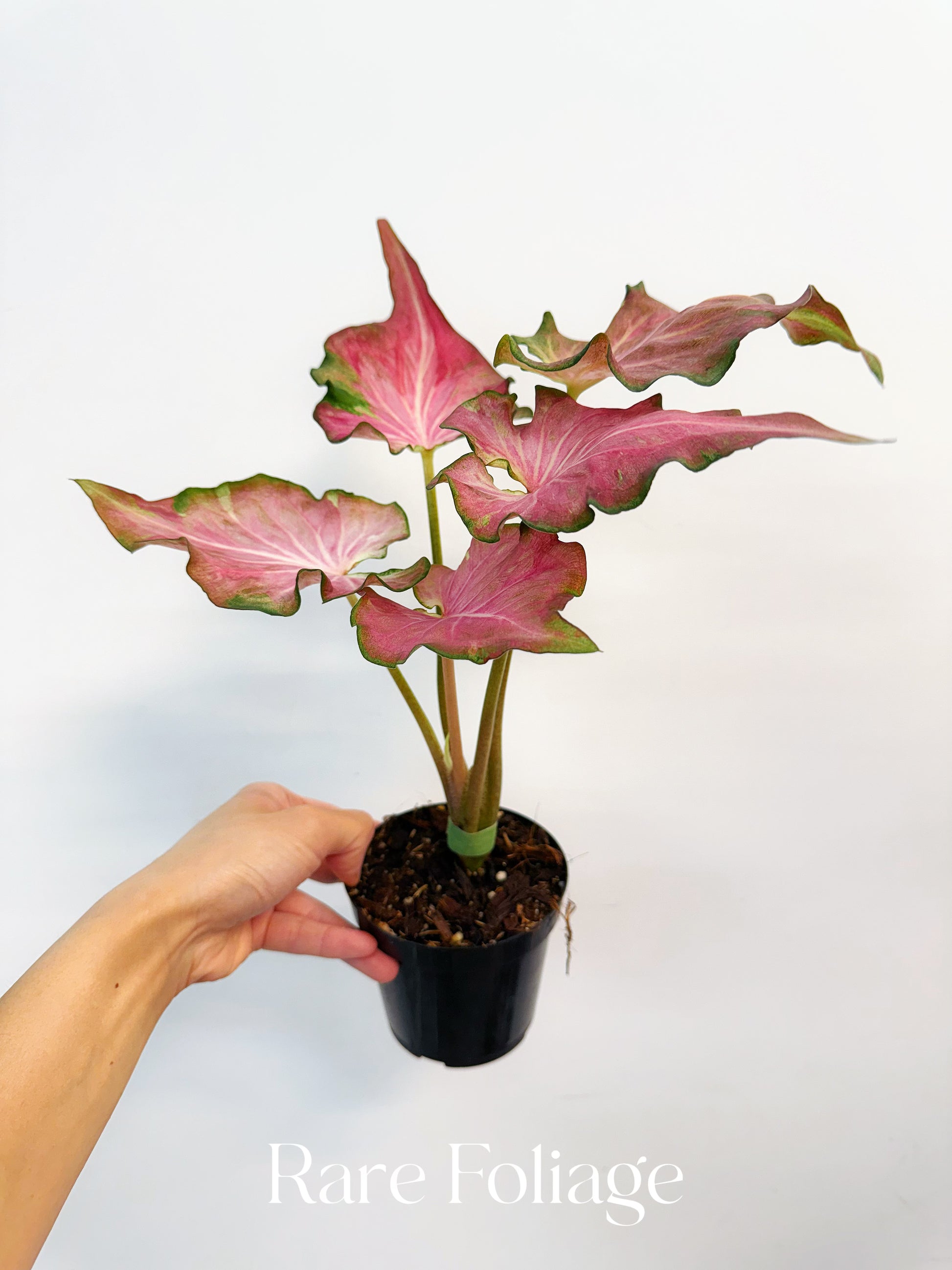 Caladiums Varigated Variegated Thai Caladium 4” – Rare Foliage Plant Co