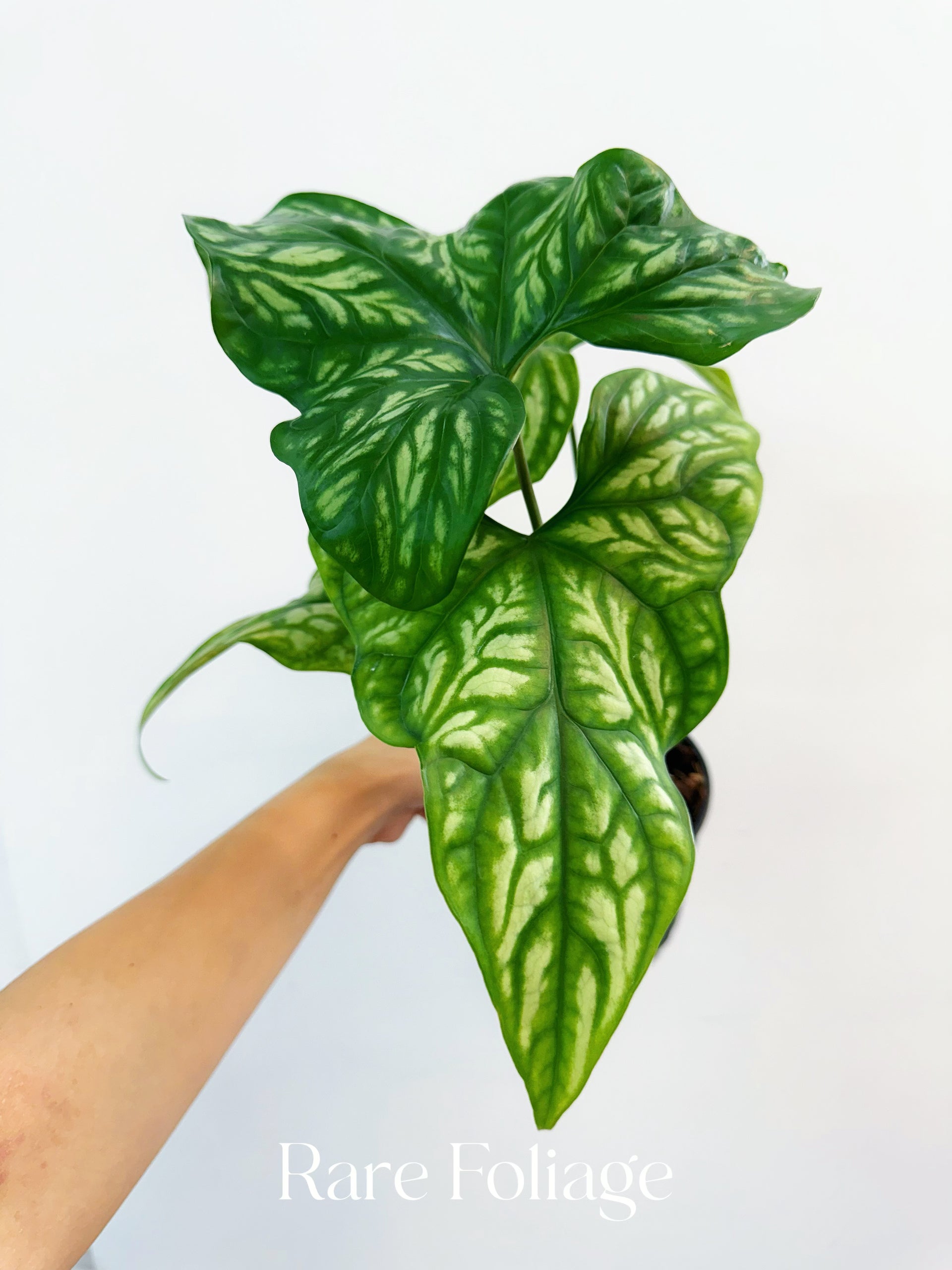 is cercestis mirabilis a philodendron Cercestis Mirabilis 4"