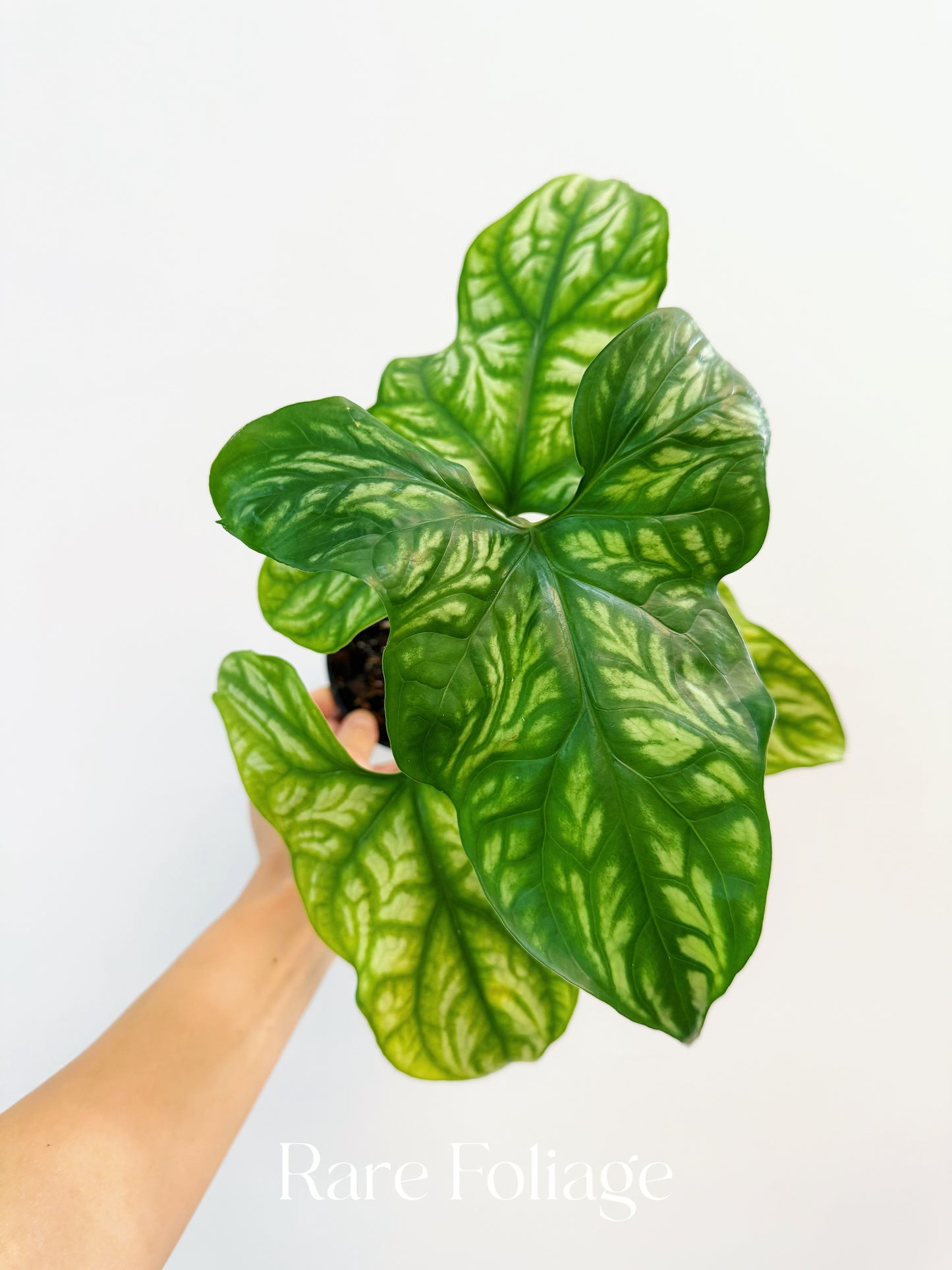 is cercestis mirabilis a philodendron Cercestis Mirabilis 4" – Rare Foliage Plant Co