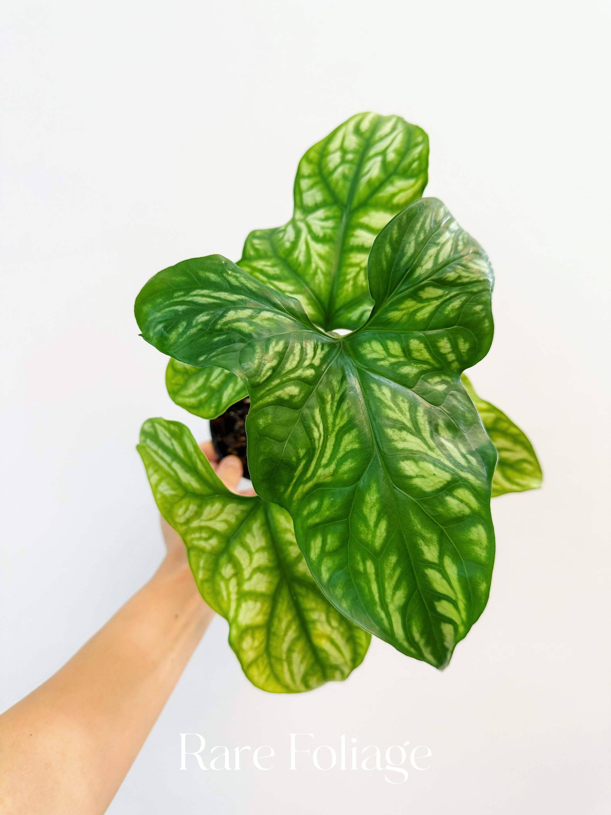 philodendron cercestis mirabilis Cercestis Mirabilis 4"