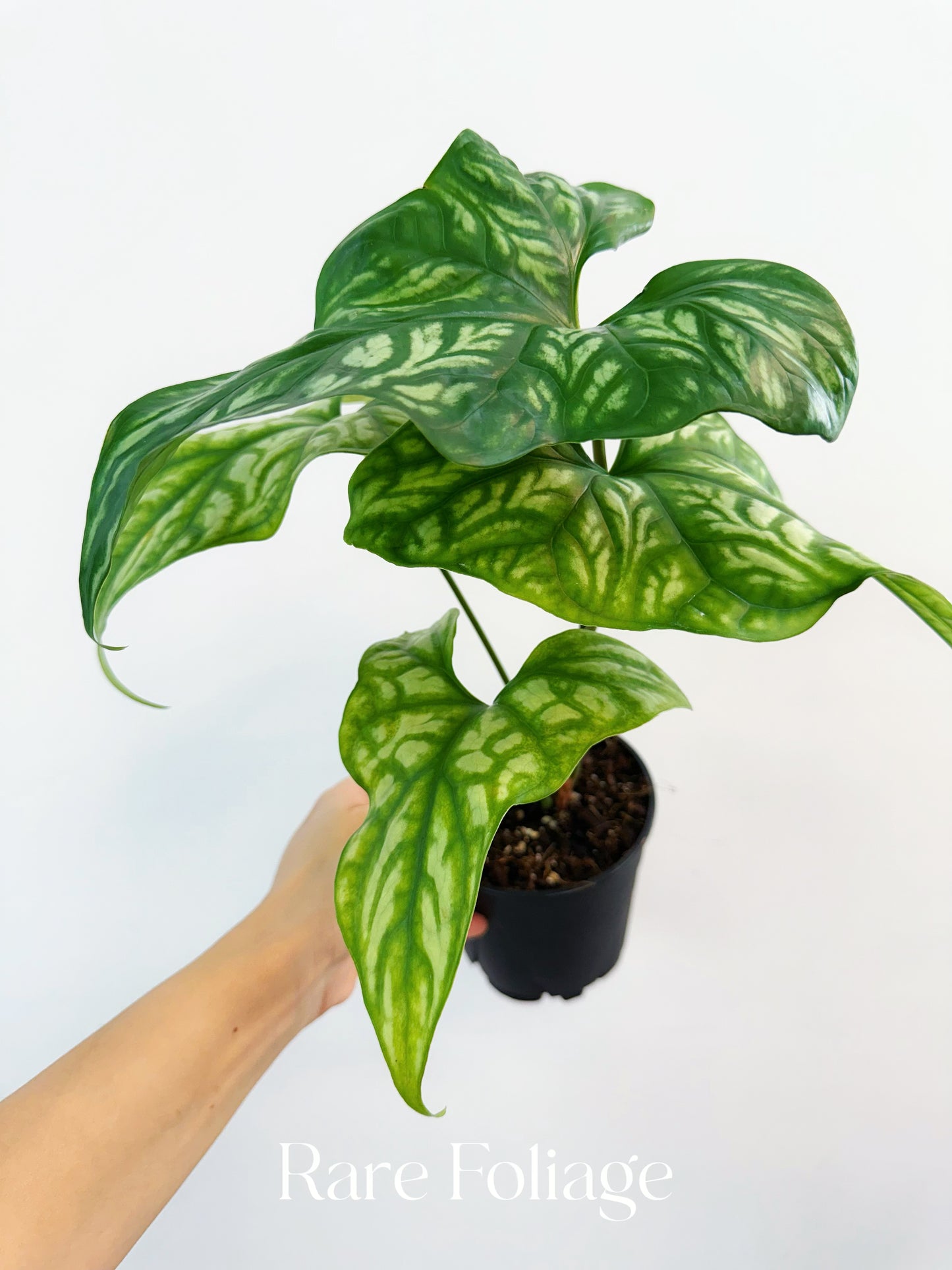 Cercestis Mirabilis 5"