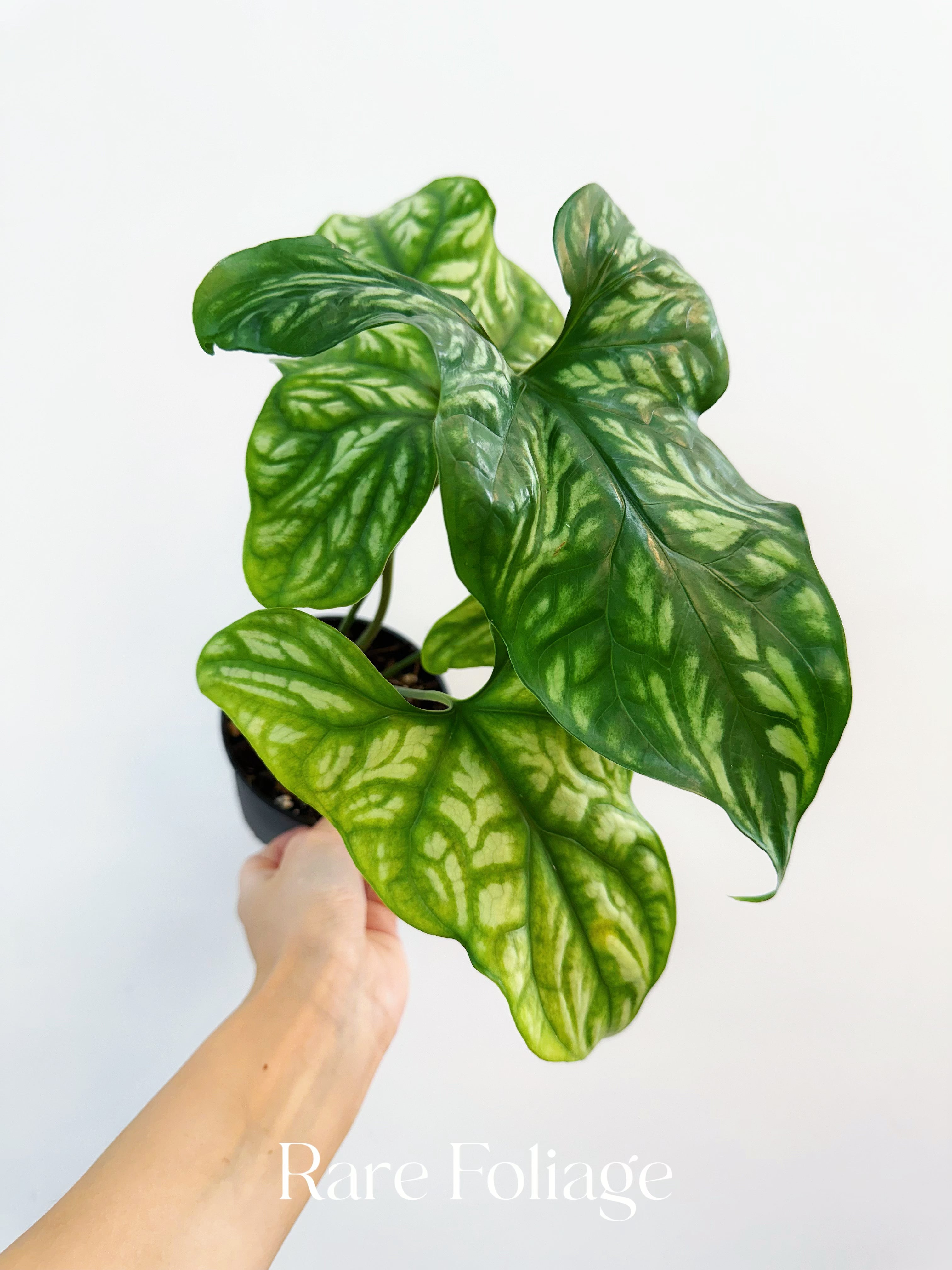 Cercestis Mirabilis 5" - Thumbnail 5