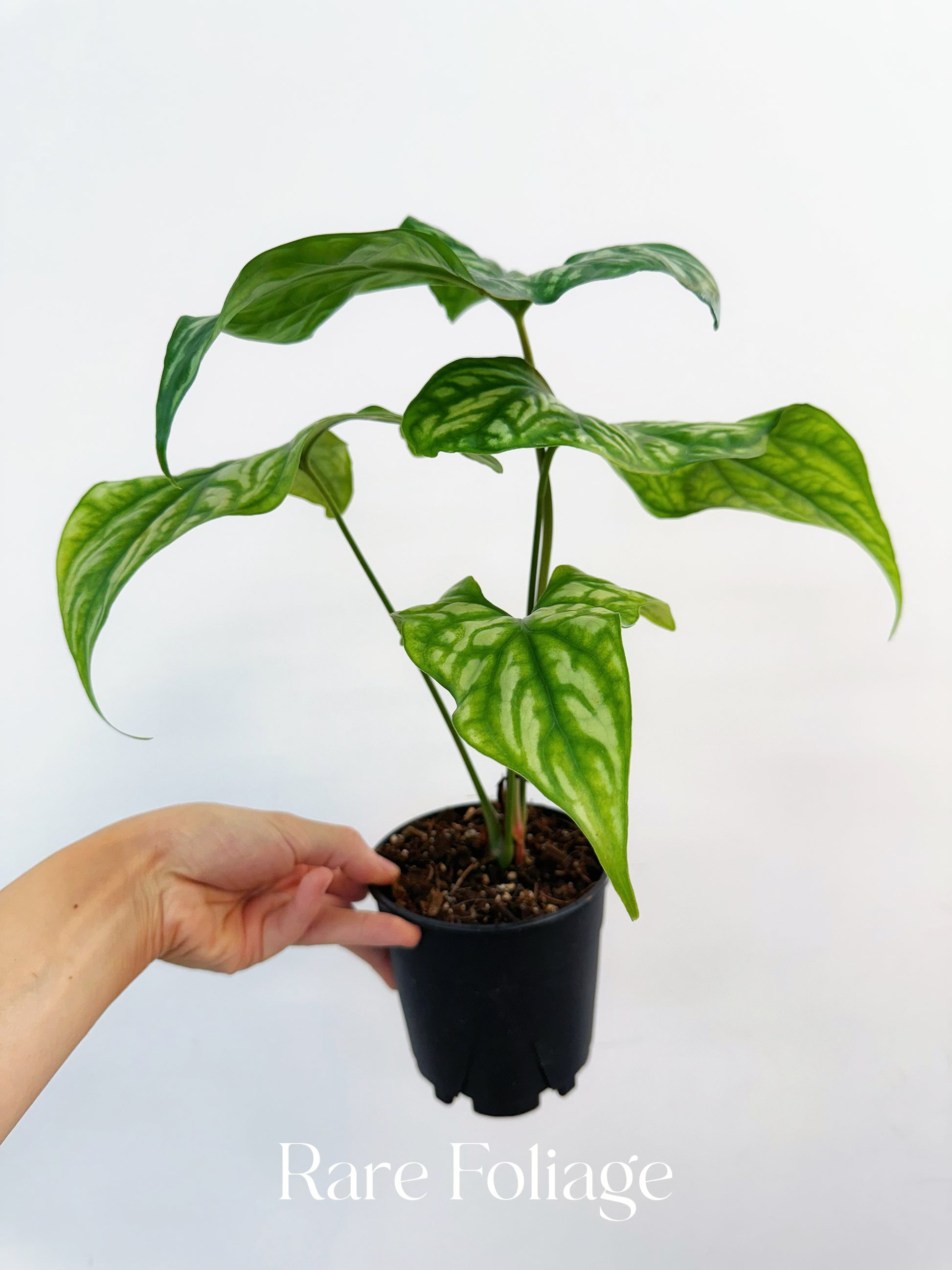 philodendron cercestis mirabilis Cercestis Mirabilis 4"