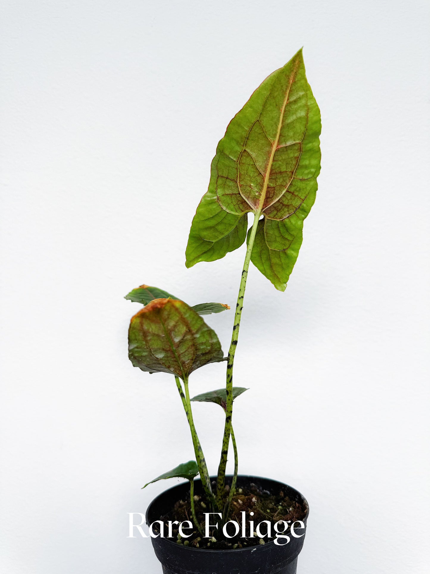 Cyrtosperma Johnstonii 4"