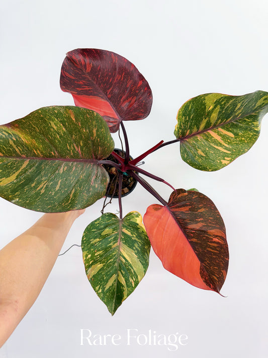 Philodendron Orange Princess 5” Exact Plant