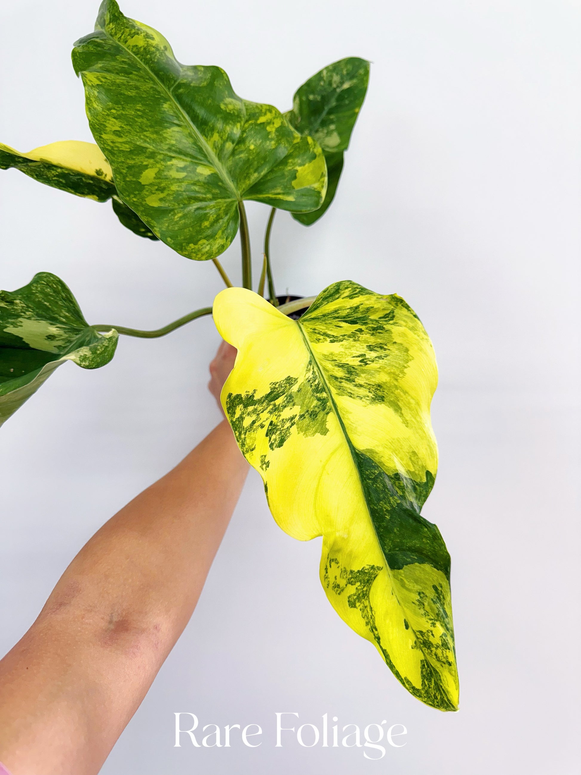 philodendron cordatum variegated Philodendron Domesticum Variegated 4”
