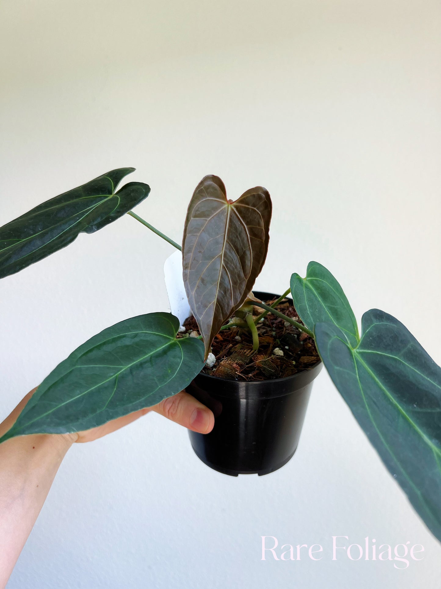 Anthurium Blue Papillilaminum (Kartel Daun) 4”