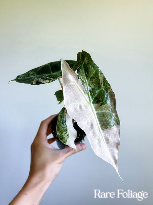 Alocasia Nairobi Night Variegated 3” - US SELLER