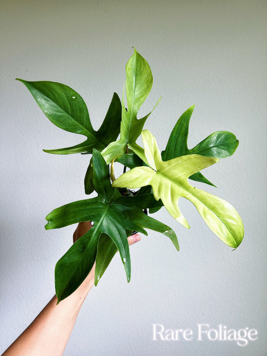 Philodendron Florida Ghost Mint 4”