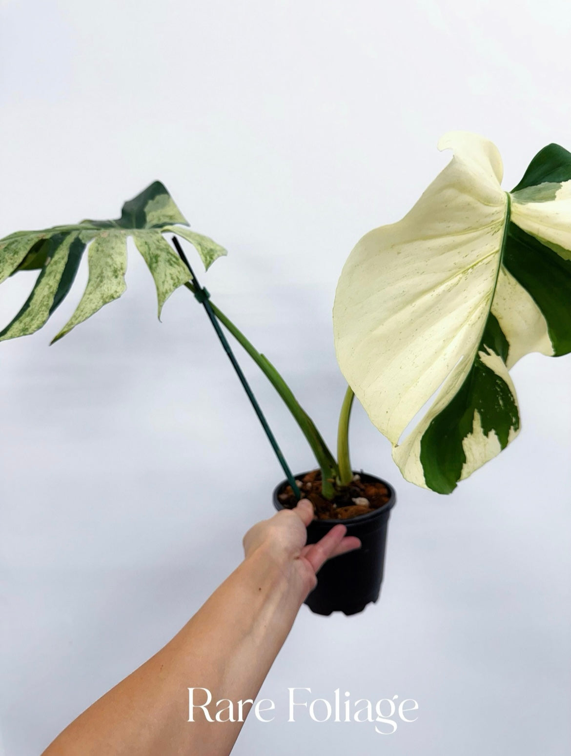 Monstera Mint No ID 5” Exact Plant