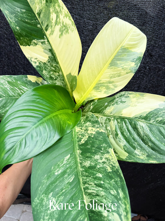 Dieffenbachia Big Ben Variegated 8"