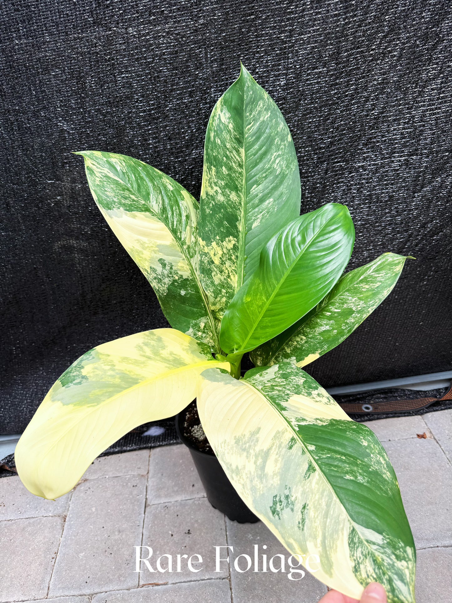 Dieffenbachia Big Ben Variegated 8"