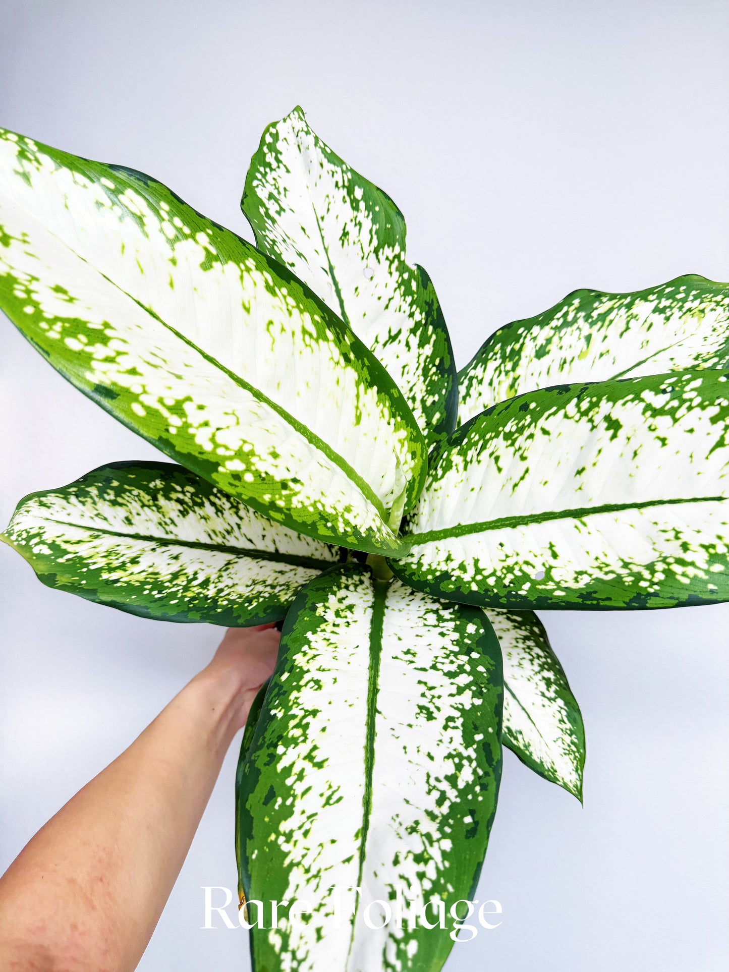 Dieffenbachia Delilah 6"