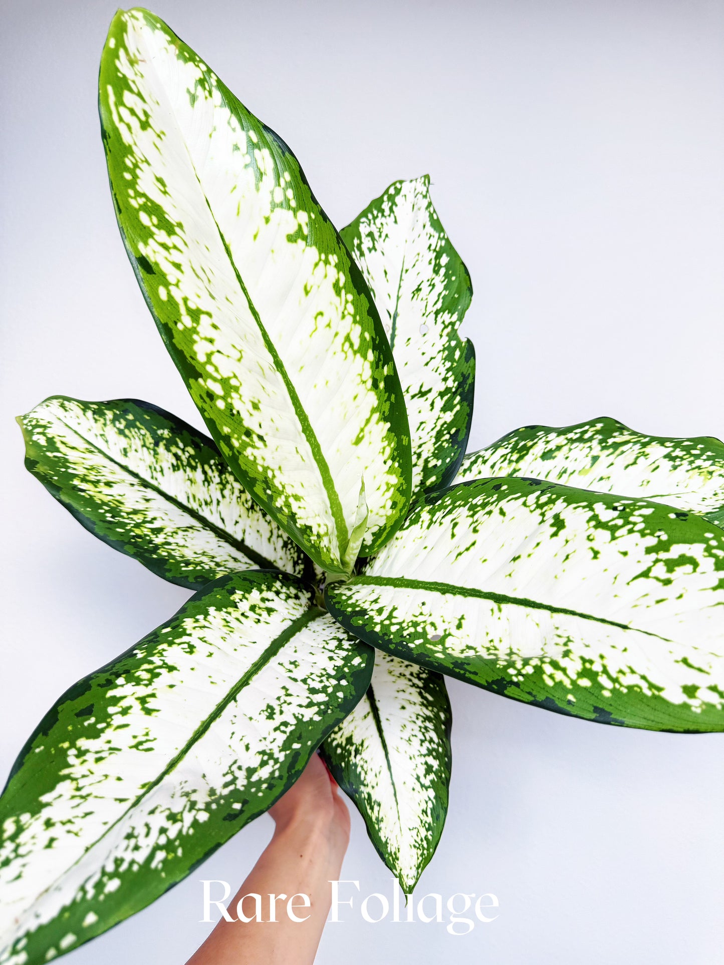 Dieffenbachia Delilah 6"