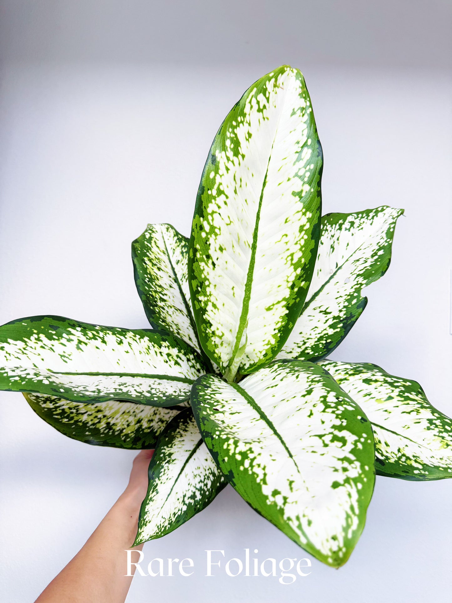Dieffenbachia Delilah 6"