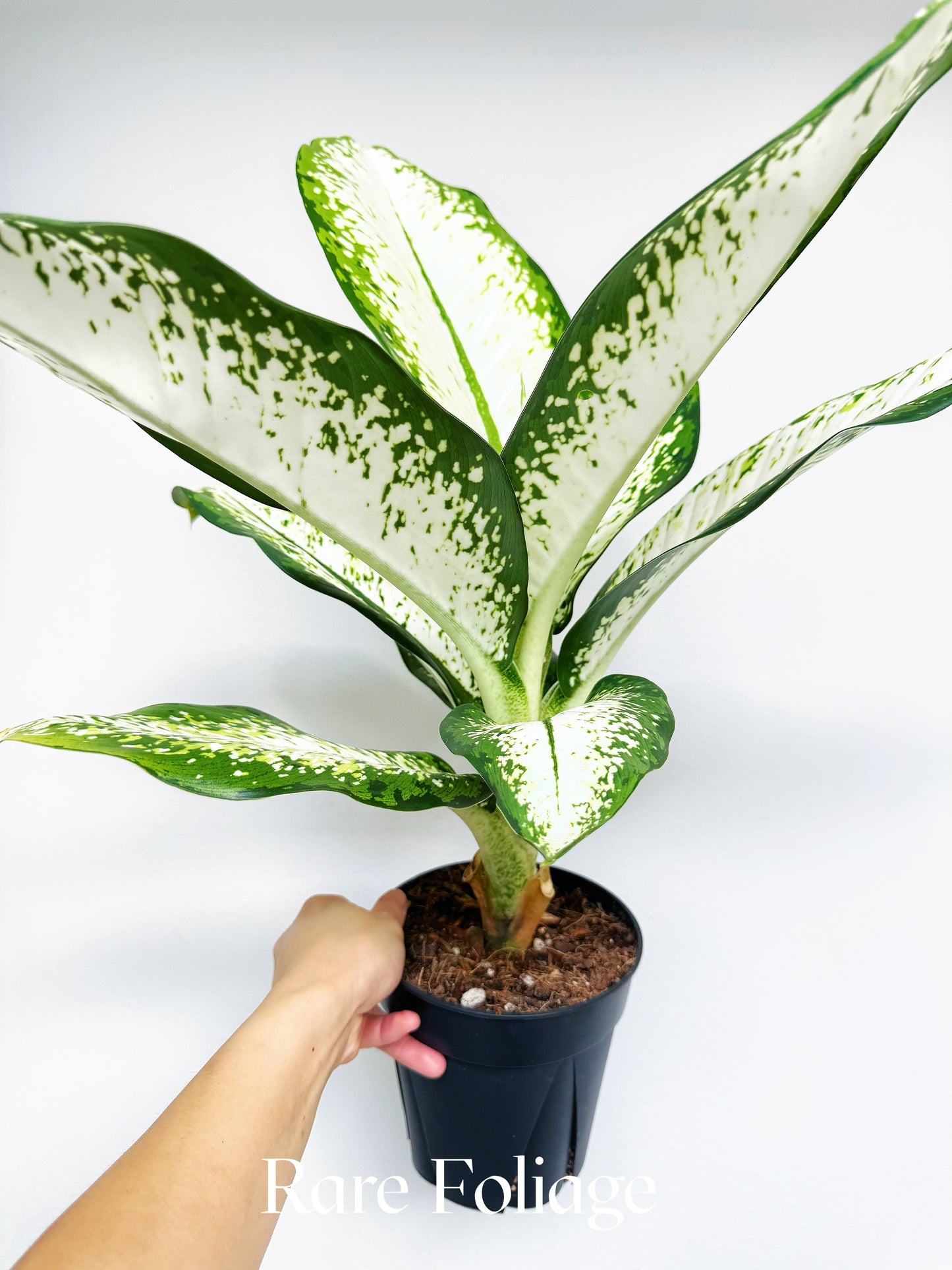 Dieffenbachia Delilah 6"