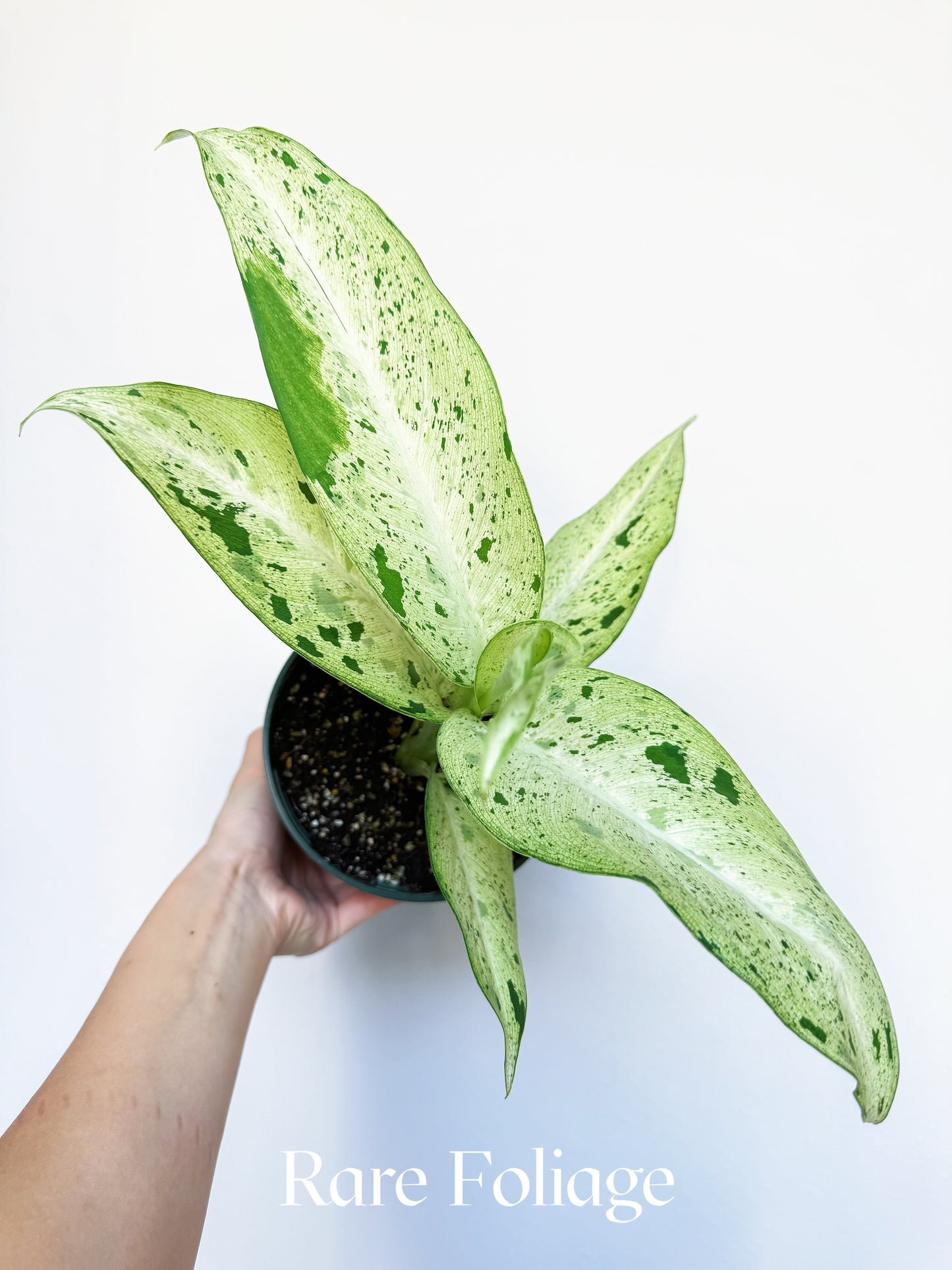 Dieffenbachia Maui Wowie 6"