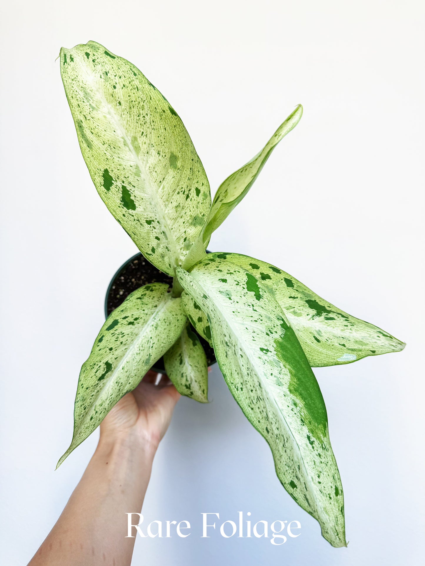 Dieffenbachia Maui Wowie 6"