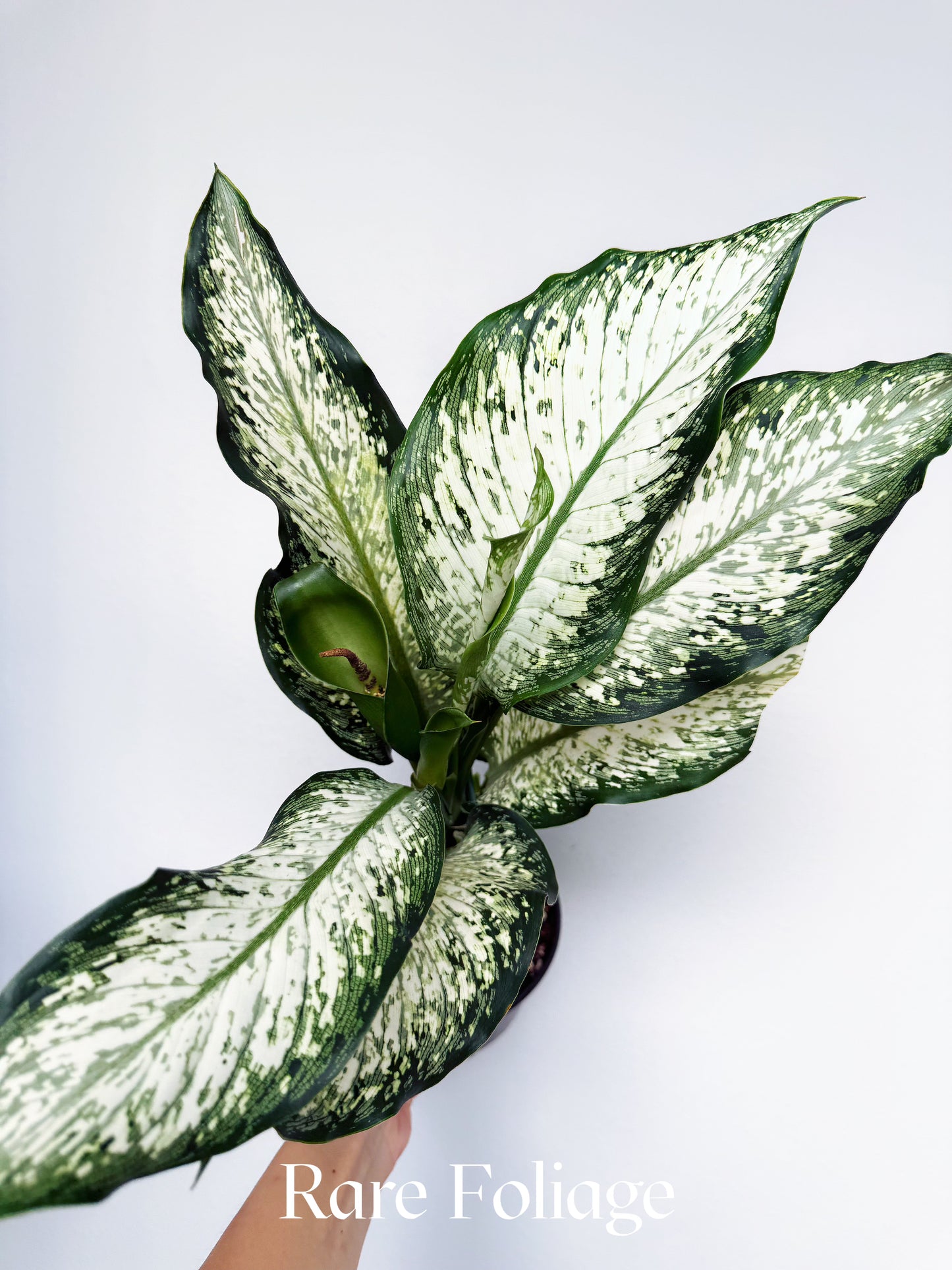 Dieffenbachia Tiki 6"