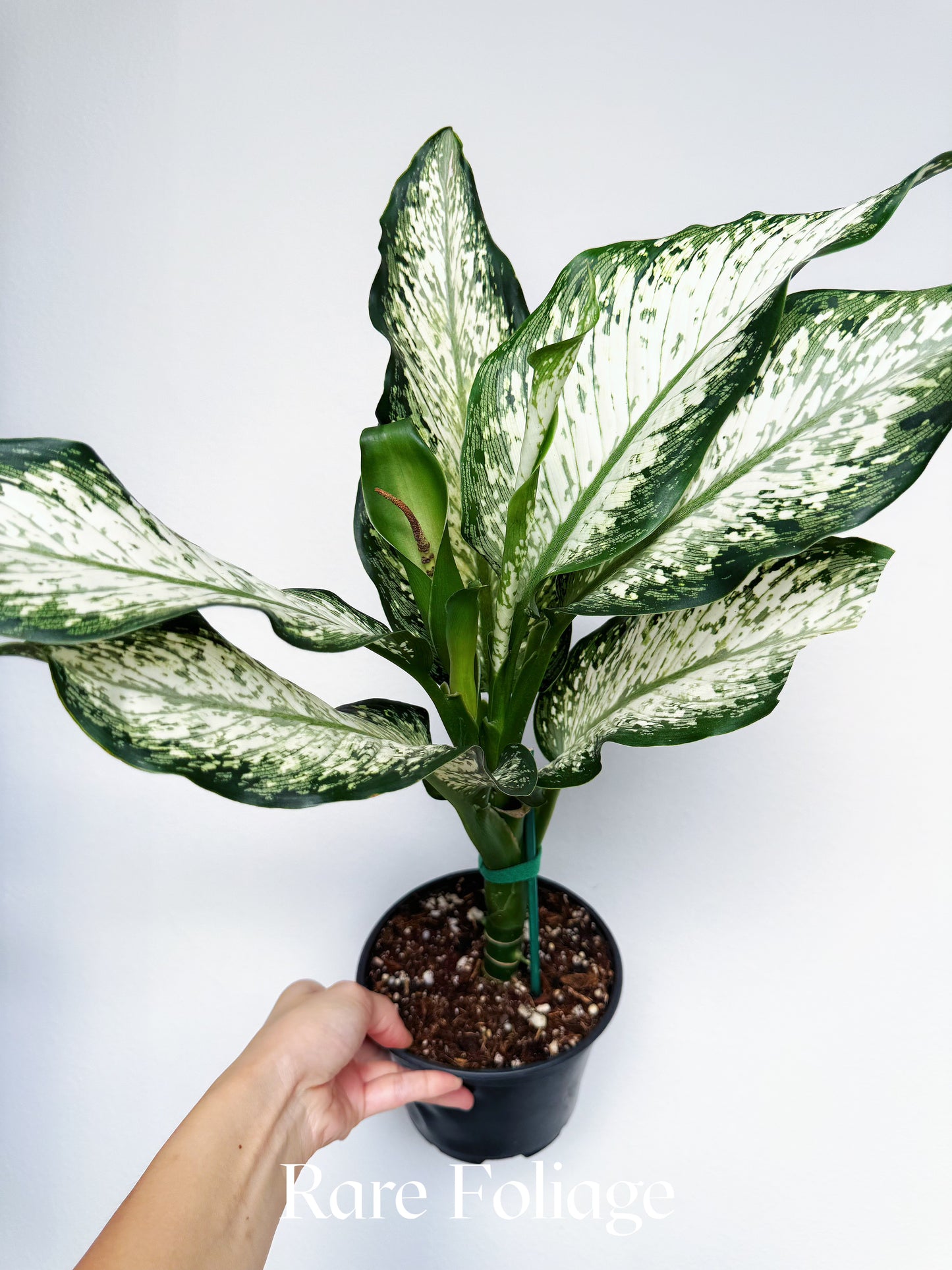 Dieffenbachia Tiki 6"
