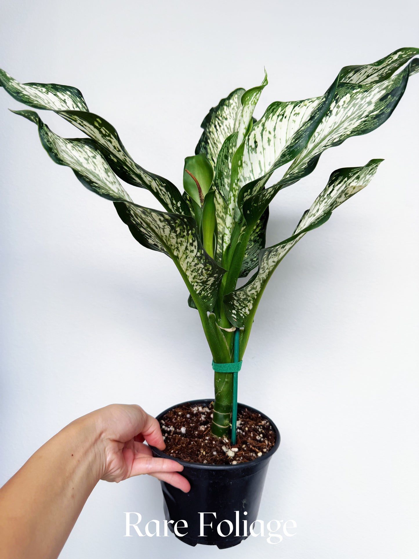 Dieffenbachia Tiki 6"