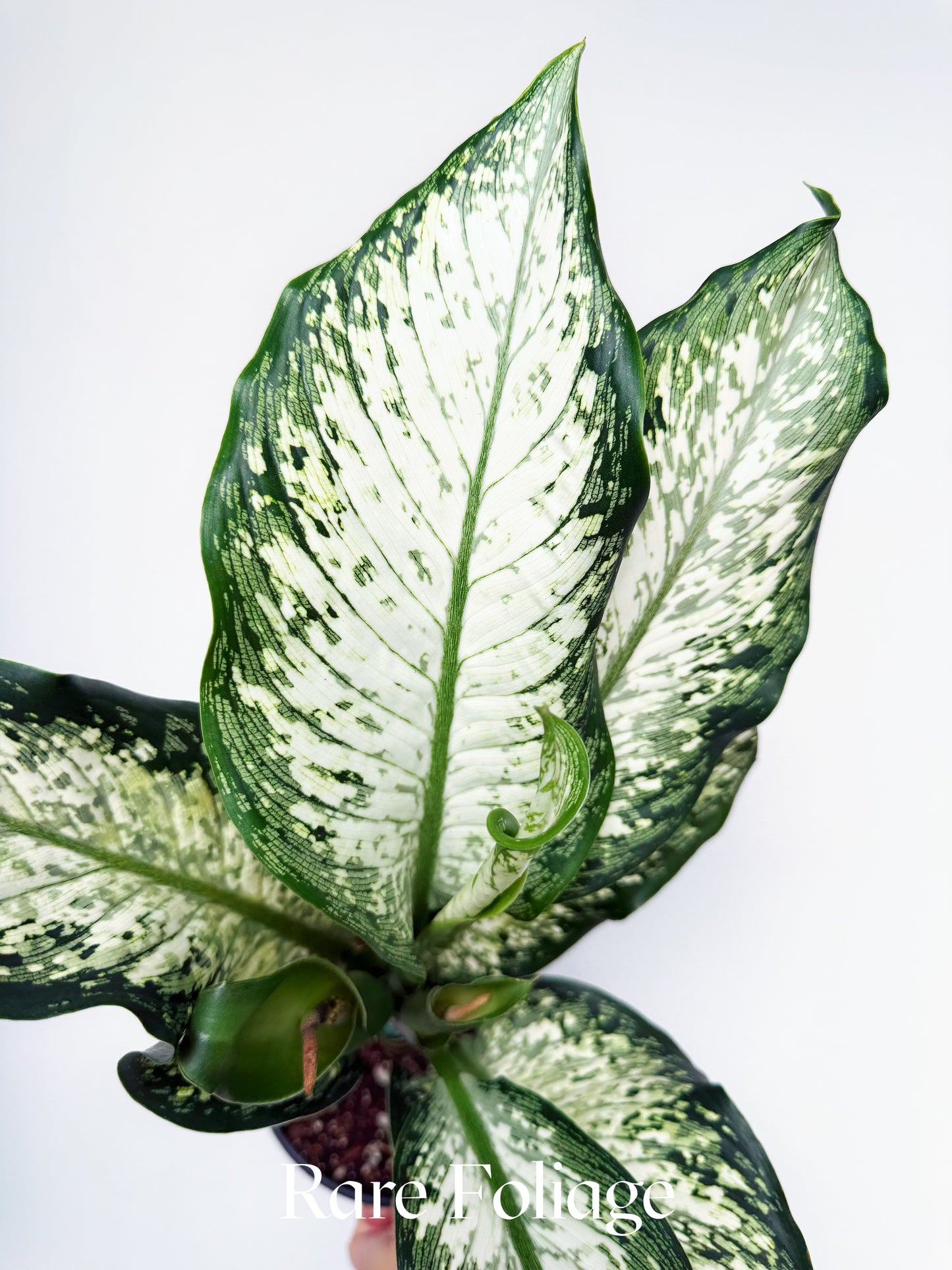 Dieffenbachia Tiki 6"