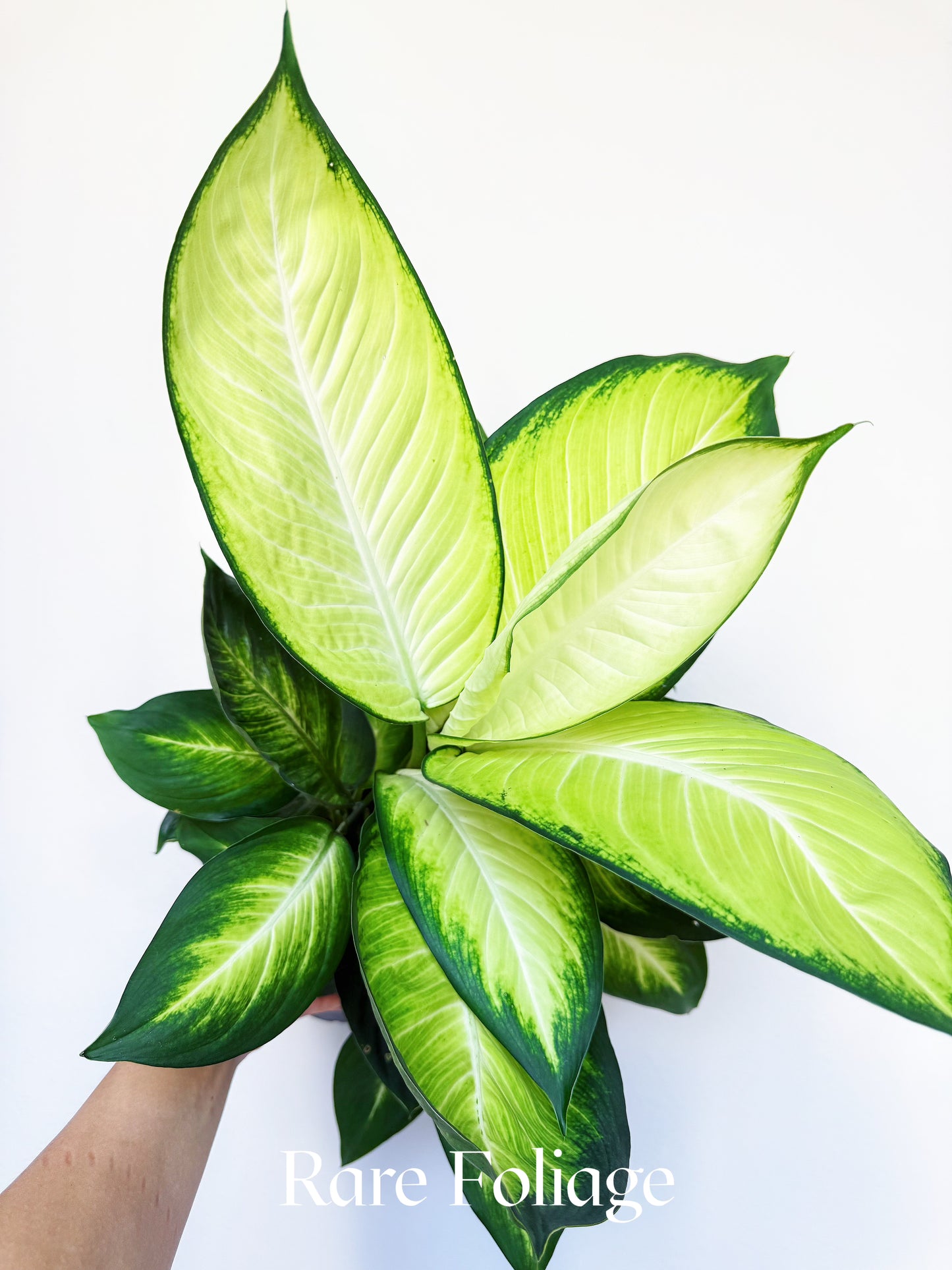 Dieffenbachia Tropic Marianne 6"