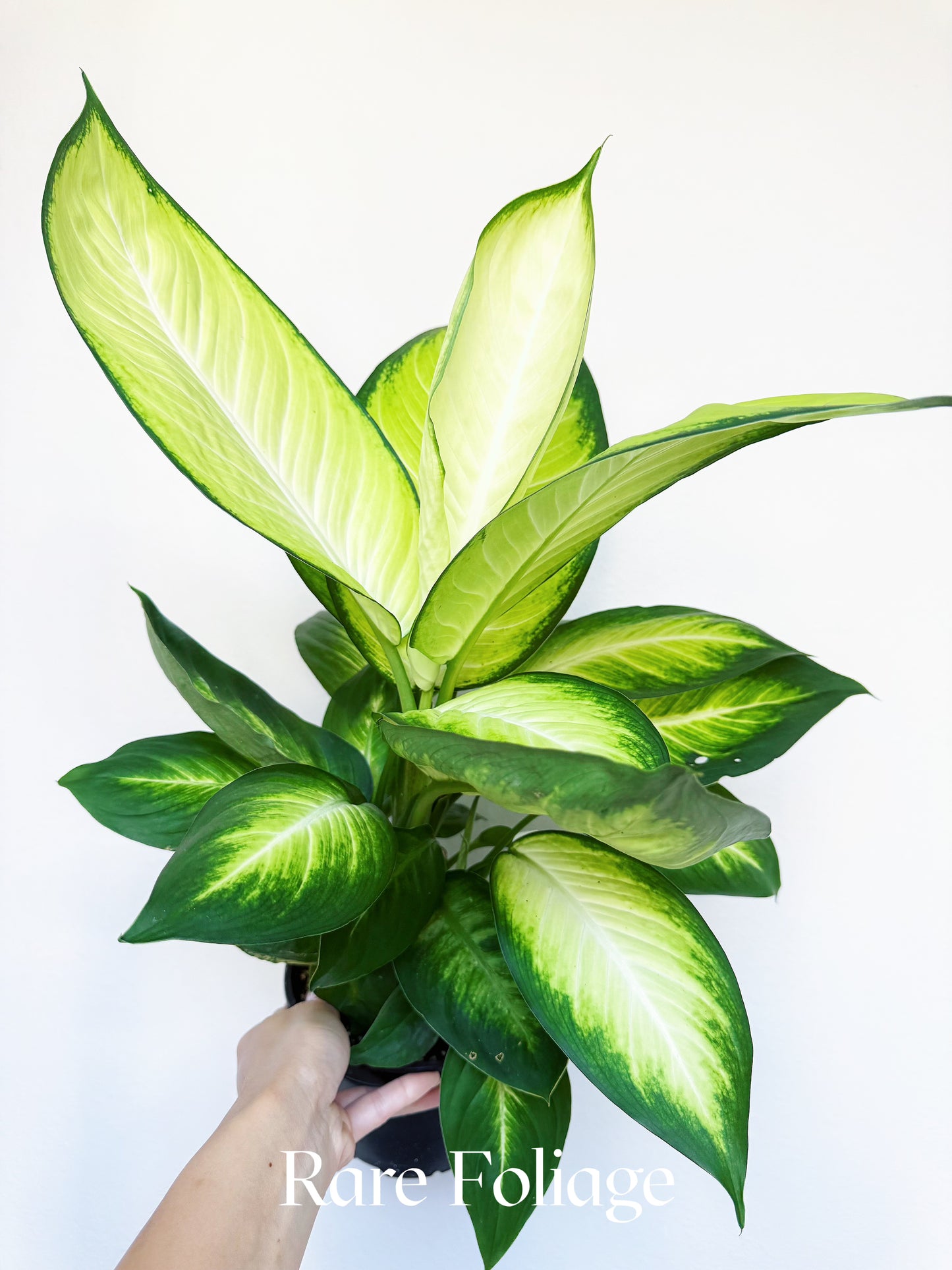 Dieffenbachia Tropic Marianne 6"