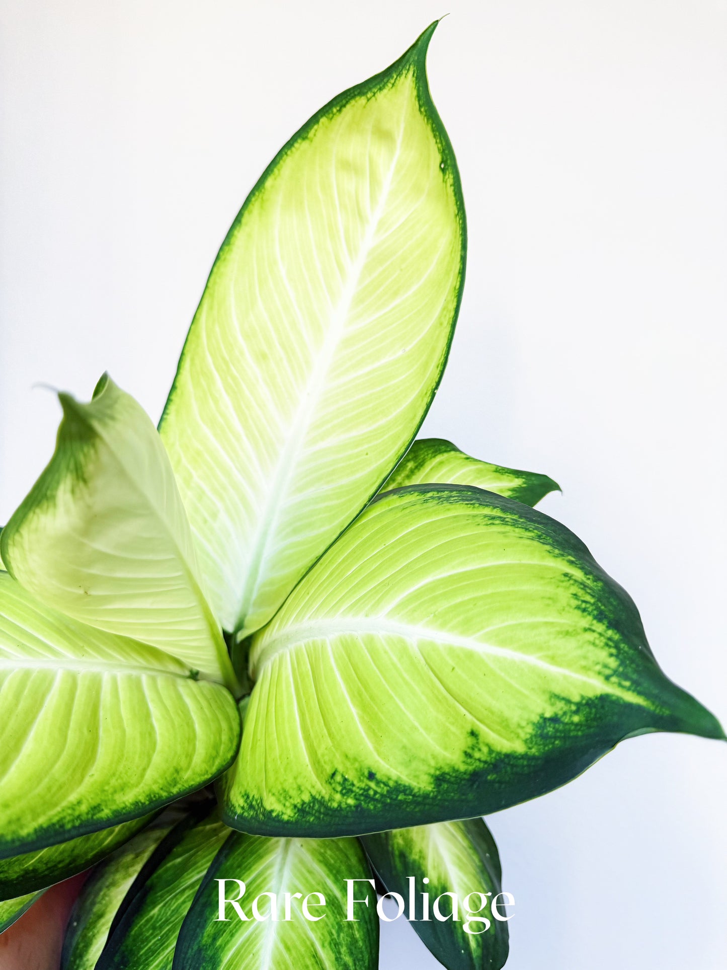 Dieffenbachia Tropic Marianne 6"