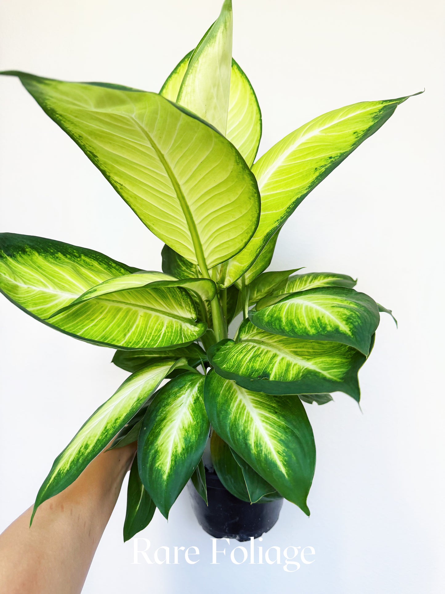 Dieffenbachia Tropic Marianne 6"